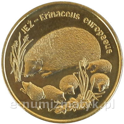 Jeż